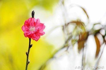 八字揭秘：五种不适合结婚的男命——容易导致婚姻的不幸！