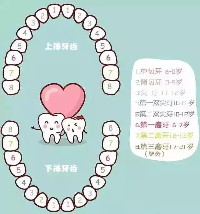 宝宝换牙时间表，换牙期家长必须储备的最全攻略