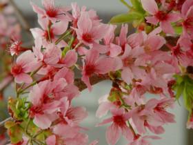 「无为子说风水」从八字看我的「桃花」在哪里？