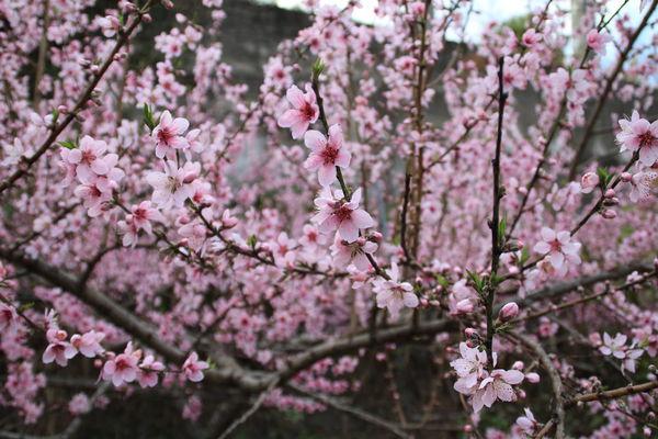 「无为子说风水」从八字看我的「桃花」在哪里？