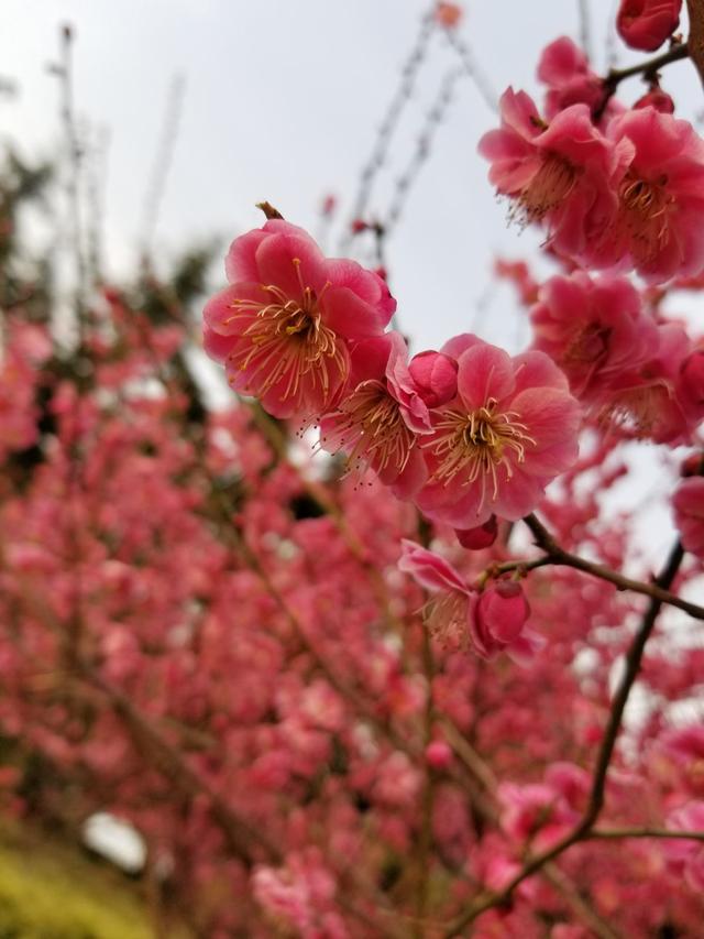12种幸运花，你是几月出生，你的幸运花就是它