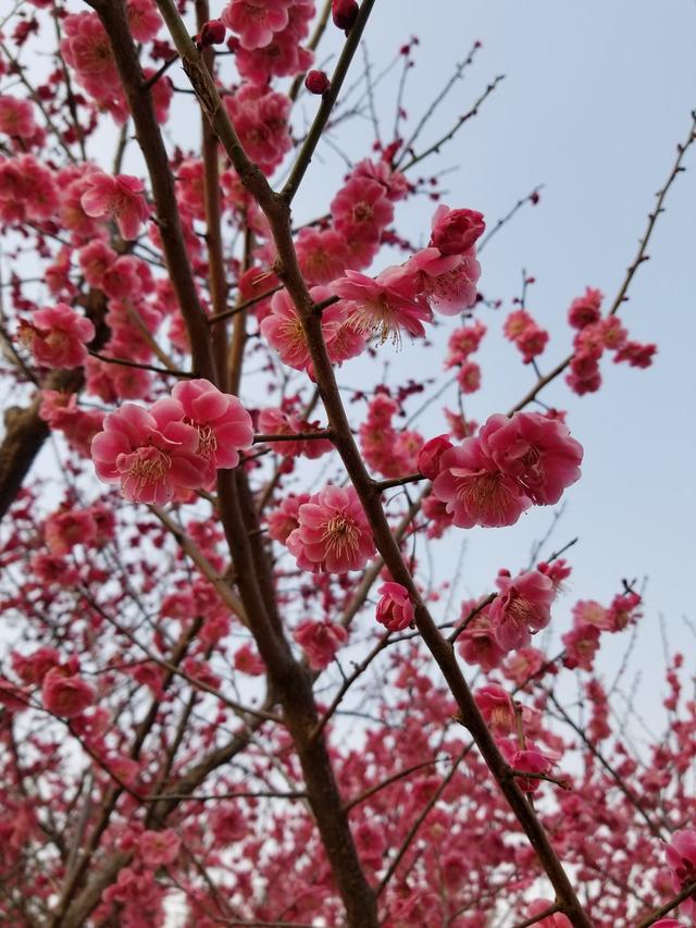 12种幸运花，你是几月出生，你的幸运花就是它