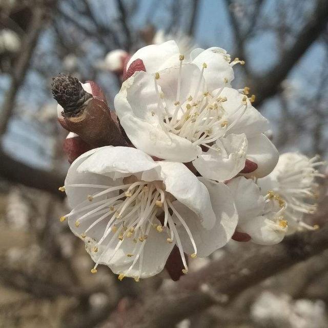 12种幸运花，你是几月出生，你的幸运花就是它