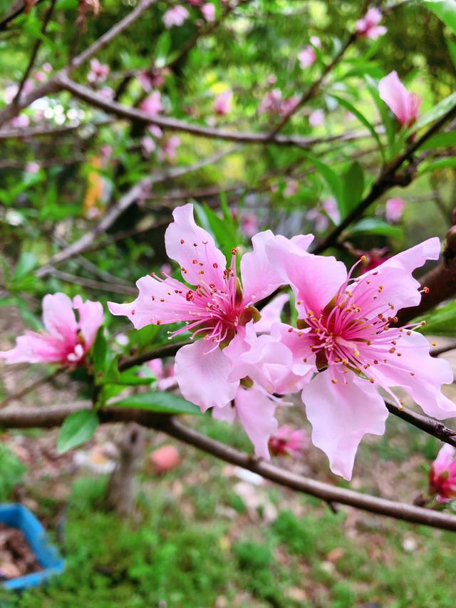 12种幸运花，你是几月出生，你的幸运花就是它