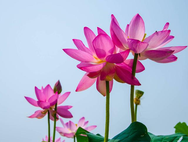 12种幸运花，你是几月出生，你的幸运花就是它