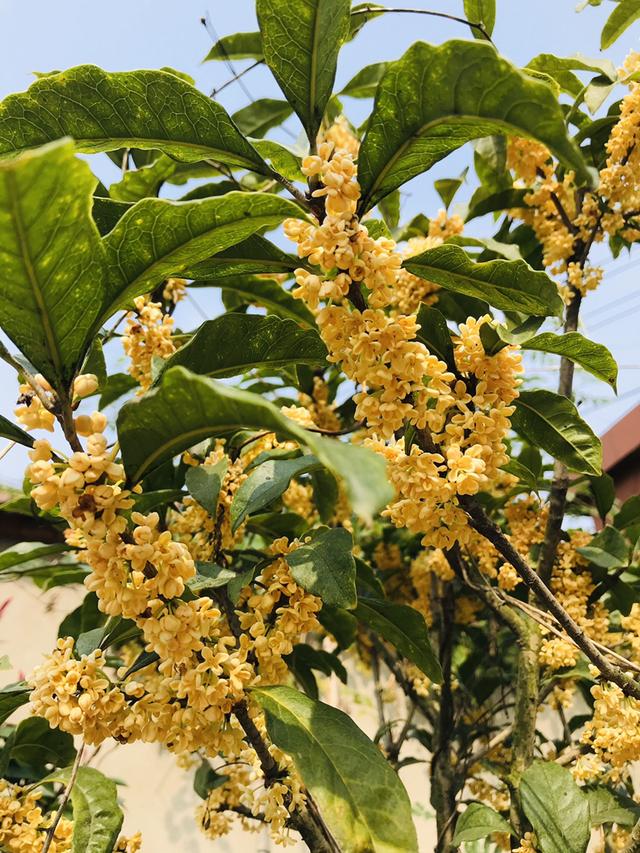 12种幸运花，你是几月出生，你的幸运花就是它
