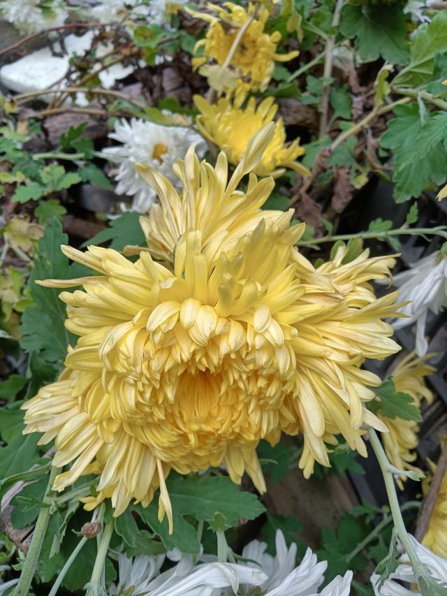 12种幸运花，你是几月出生，你的幸运花就是它