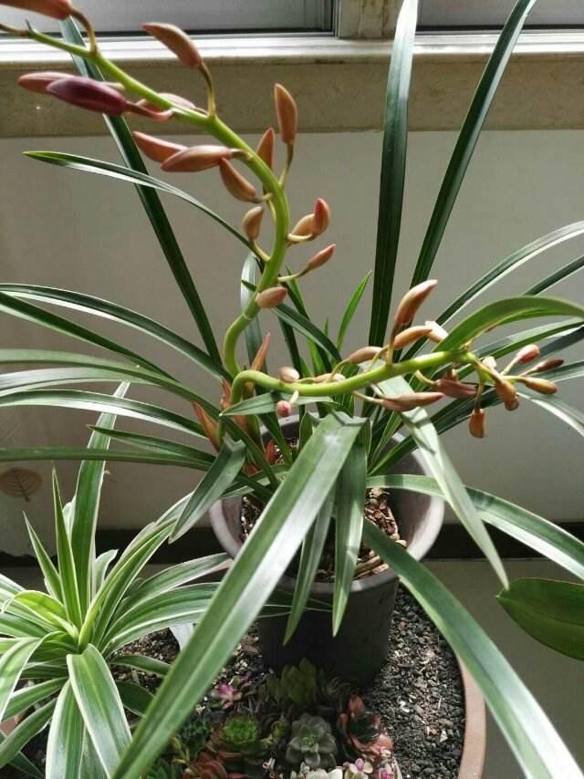 12种幸运花，你是几月出生，你的幸运花就是它