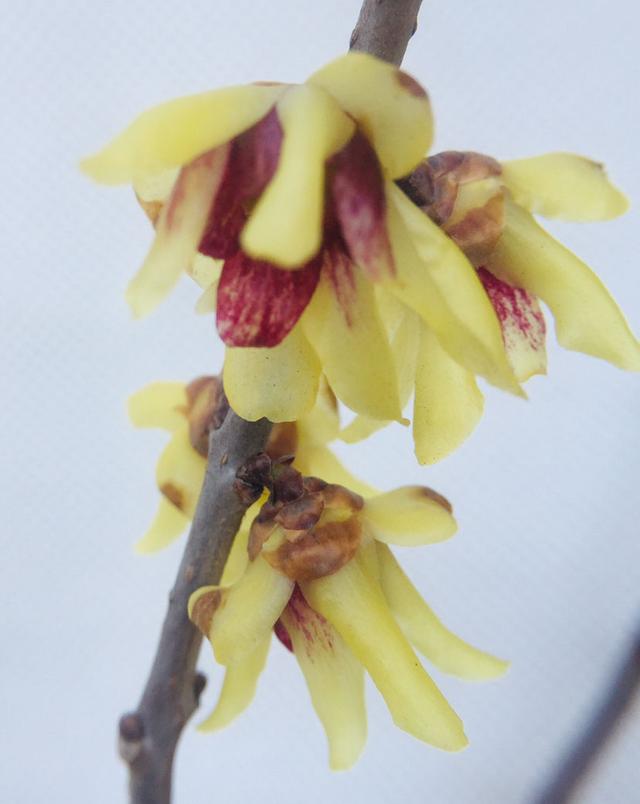 12种幸运花，你是几月出生，你的幸运花就是它