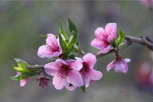 八字里什么时间段出生人桃花运旺？
